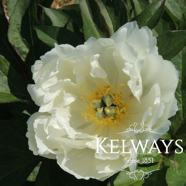 Paeonia White Emperor