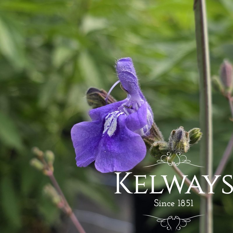 Salvia candelabrum (2 litre pot)