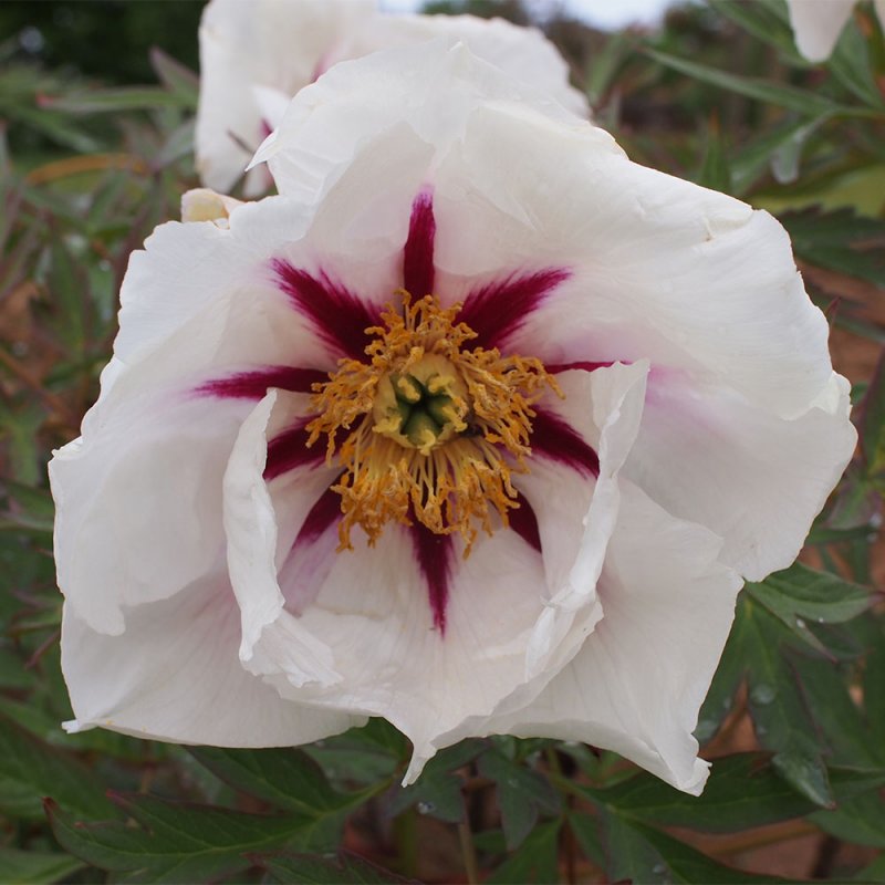 Paeonia 'Center Stage'