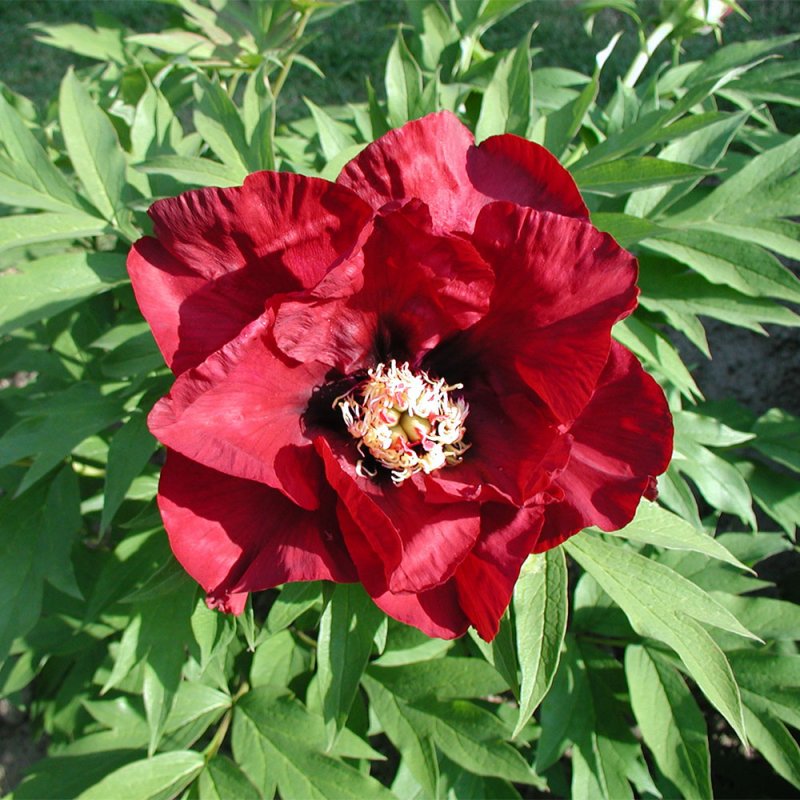 Paeonia 'Icarus'