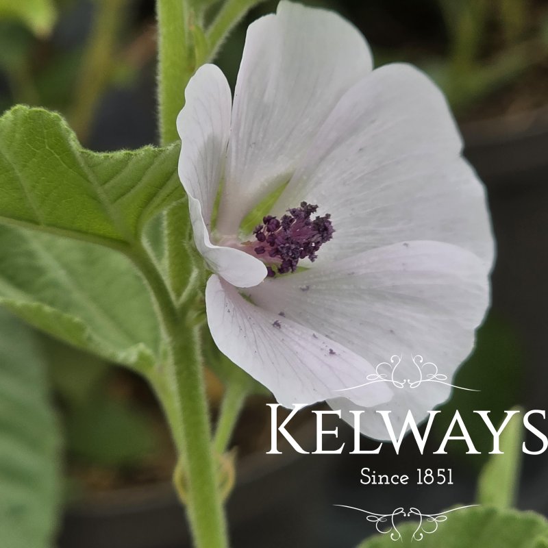 Althaea officinalis
