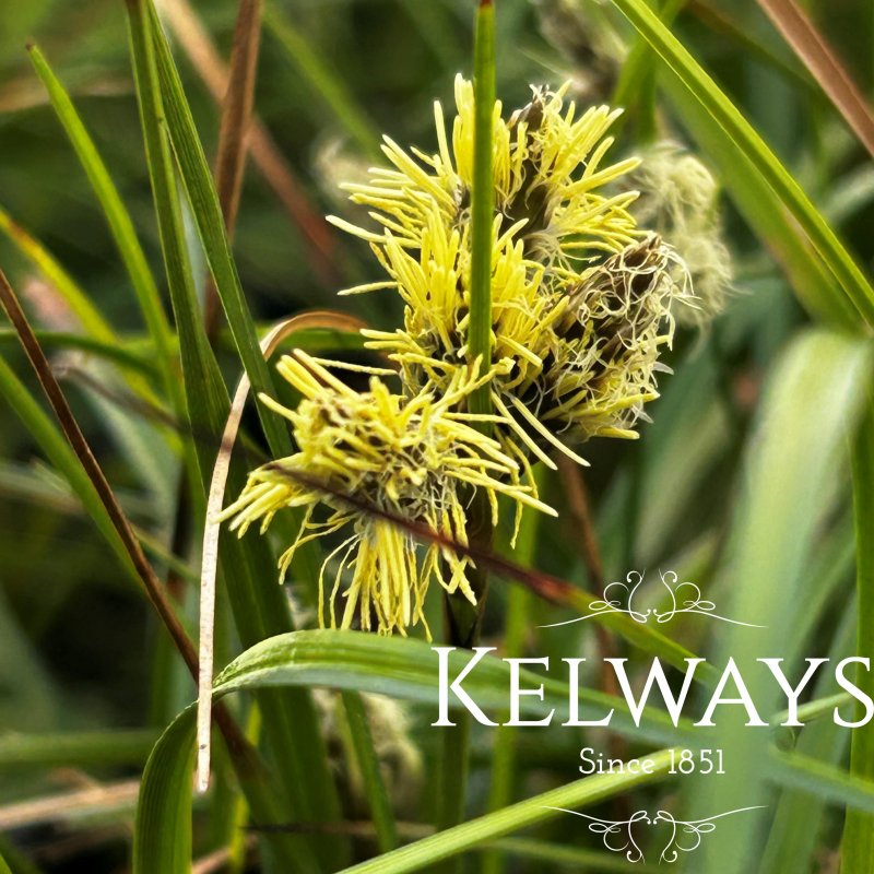 Eriophorum angustifolium
