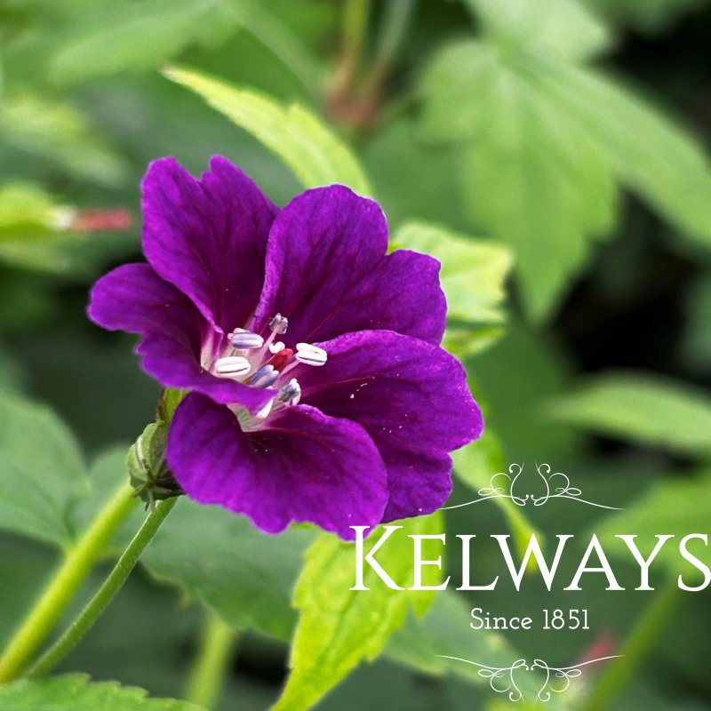 Geranium nodosum 'Tony's Talisman'