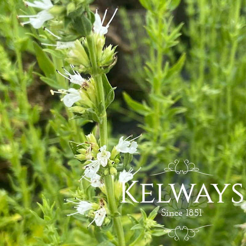 Hyssopus officinalis f. albus (Hyssop)