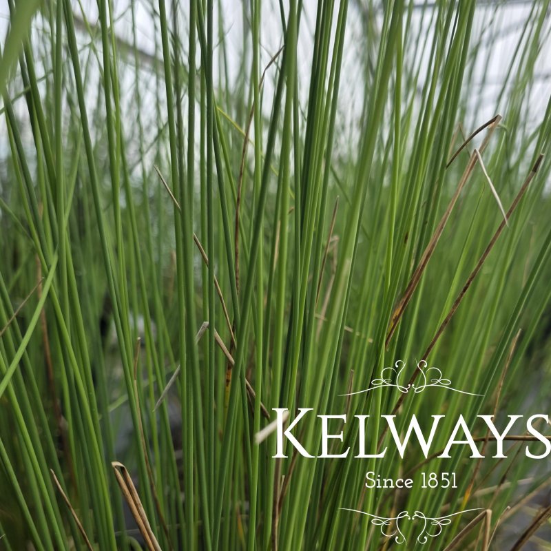 Juncus inflexus (9cm pot)