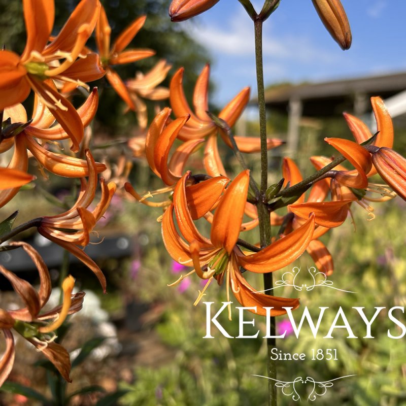 Lilium martagon 'Orange Marmalade'