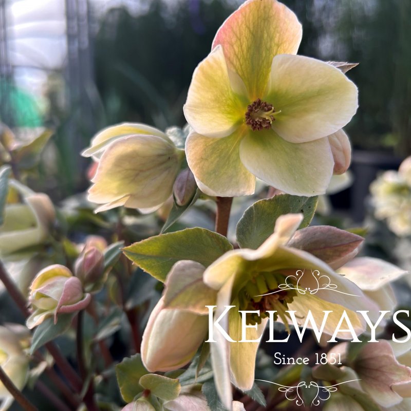 Helleborus x ericsmithii 'Ivory Prince'