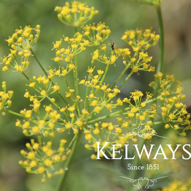 Anethum graveolens (Dill)