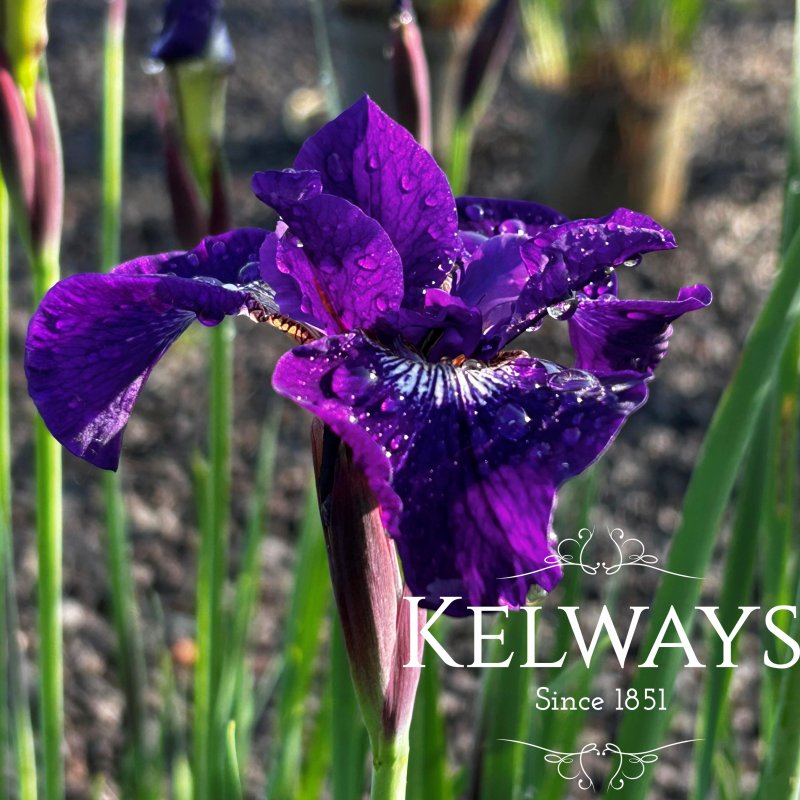 Iris 'Shirley Pope' (Sib)