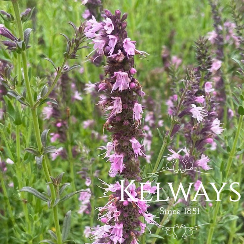 Hyssopus officinalis 'Roseus' (Hyssop)