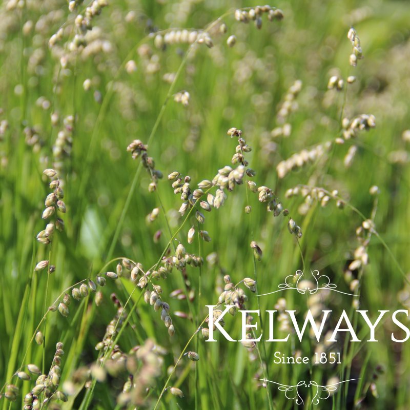 Melica uniflora f. albida