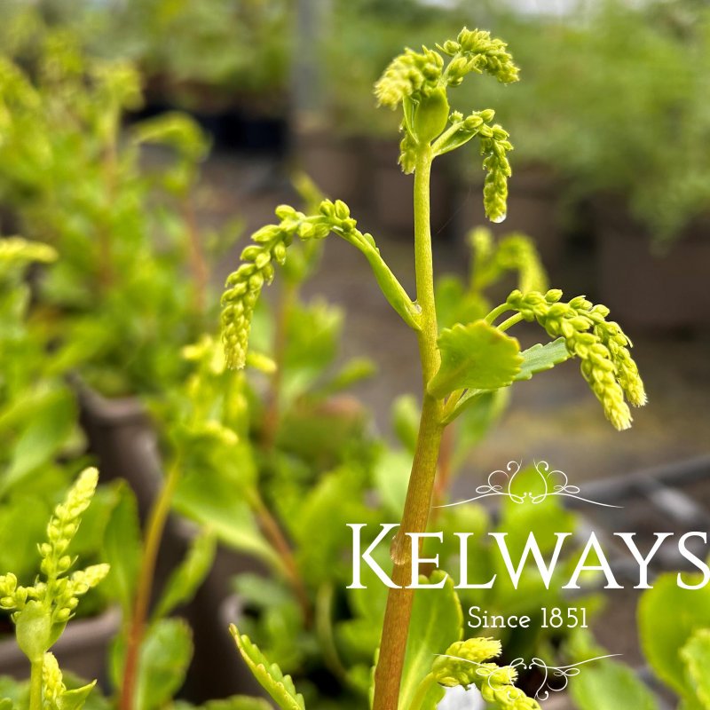 Umbilicus oppositifolius