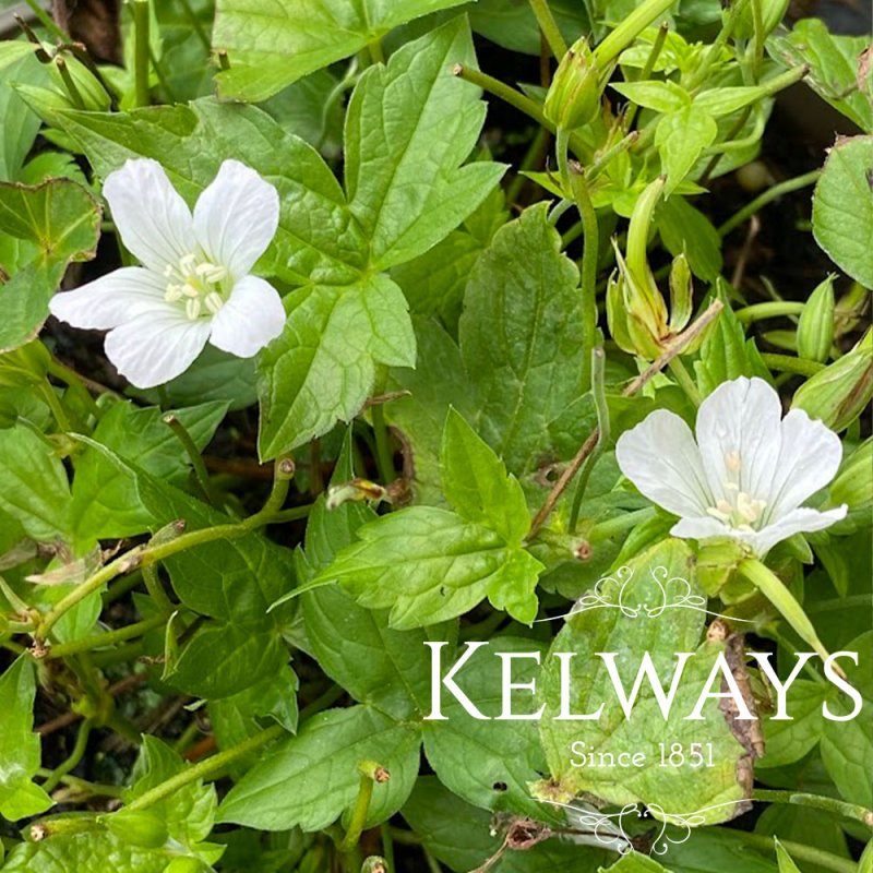 Geranium nodosum 'Silverwood'