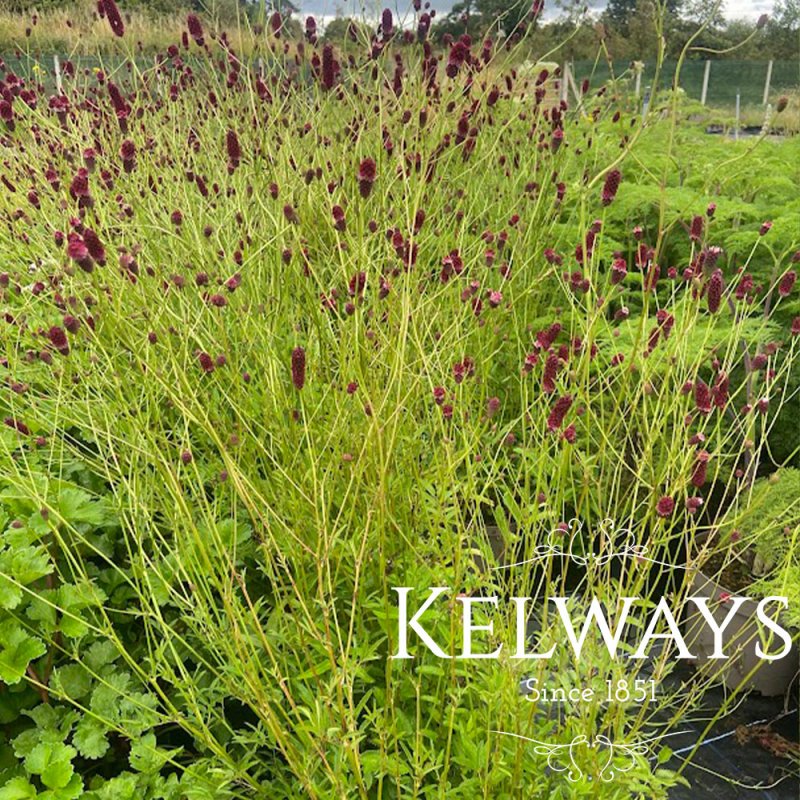 Sanguisorba officinalis 'Red Thunder'