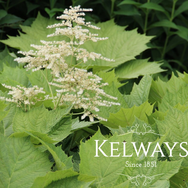 Rodgersia podophylla 'Braunlaub'