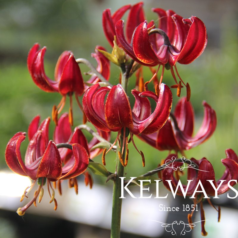 Lilium 'Claude Shride'