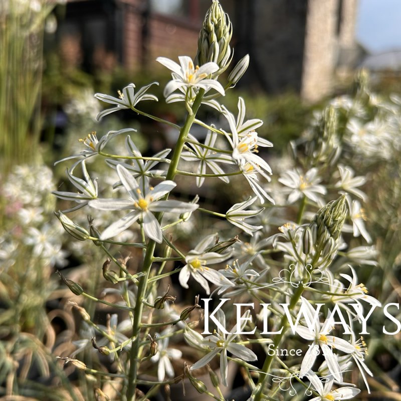 Ornithogalum ponticum 'Sochi'
