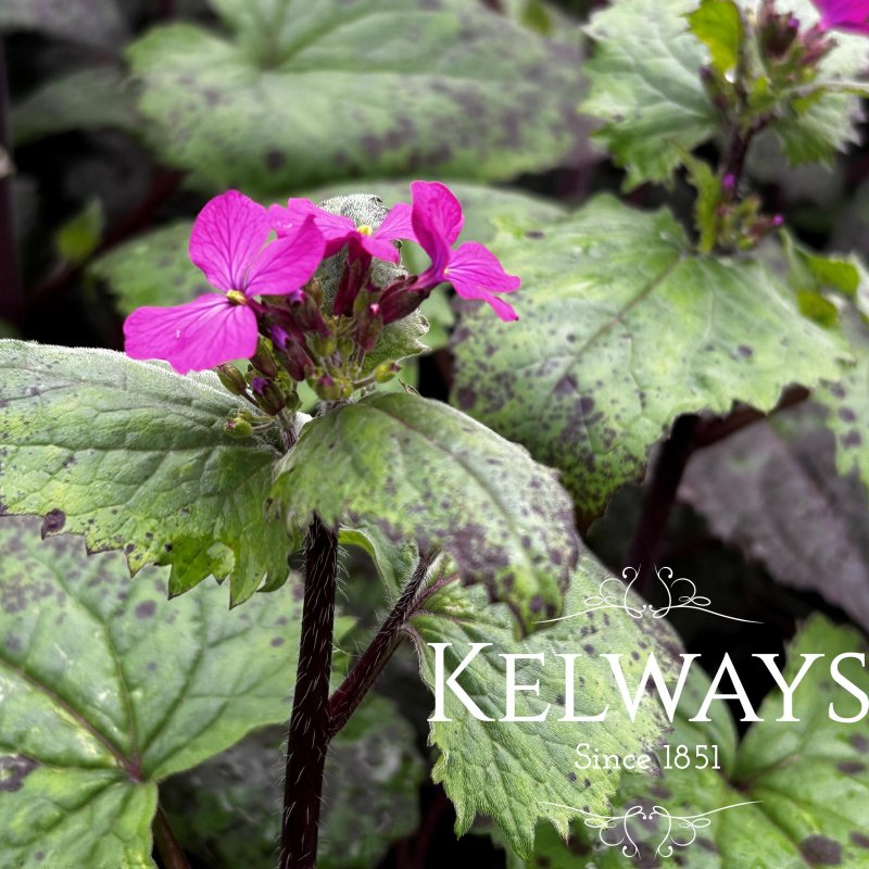 Lunaria annua 'Chedglow'