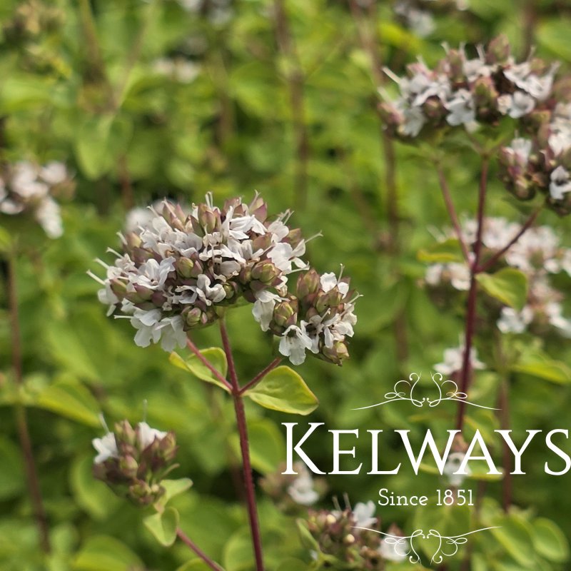 Origanum vulgare 'Aureum'