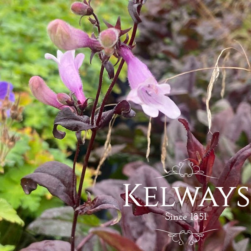 Penstemon 'Dark Towers'