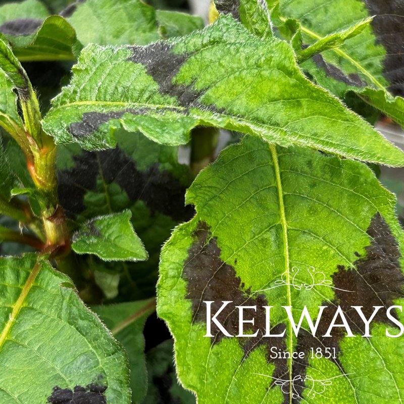 Persicaria filiformis