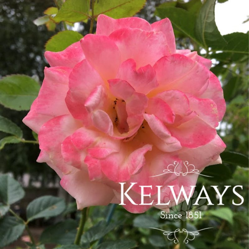 Rosa Peach Melba ('Kormelpea' PBR) (ClHT)