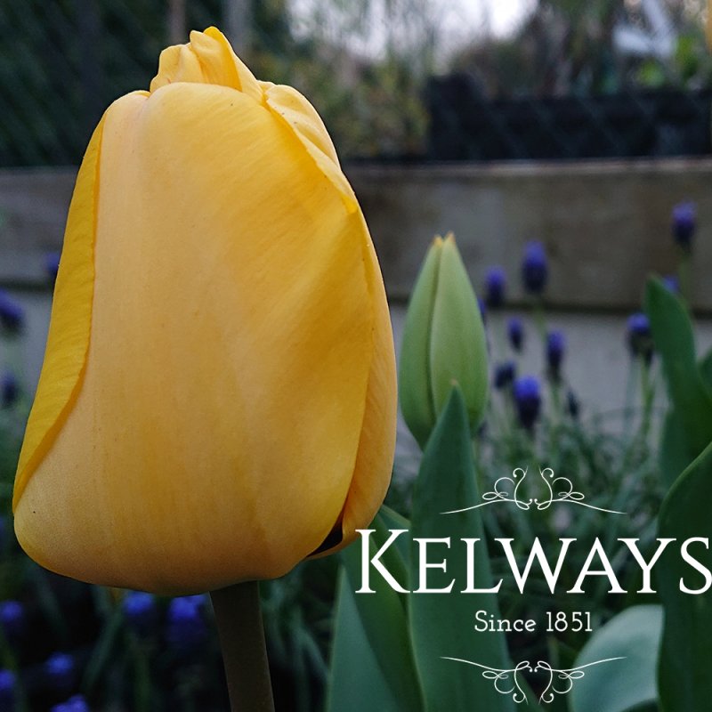 Tulipa 'Golden Apeldoorn'