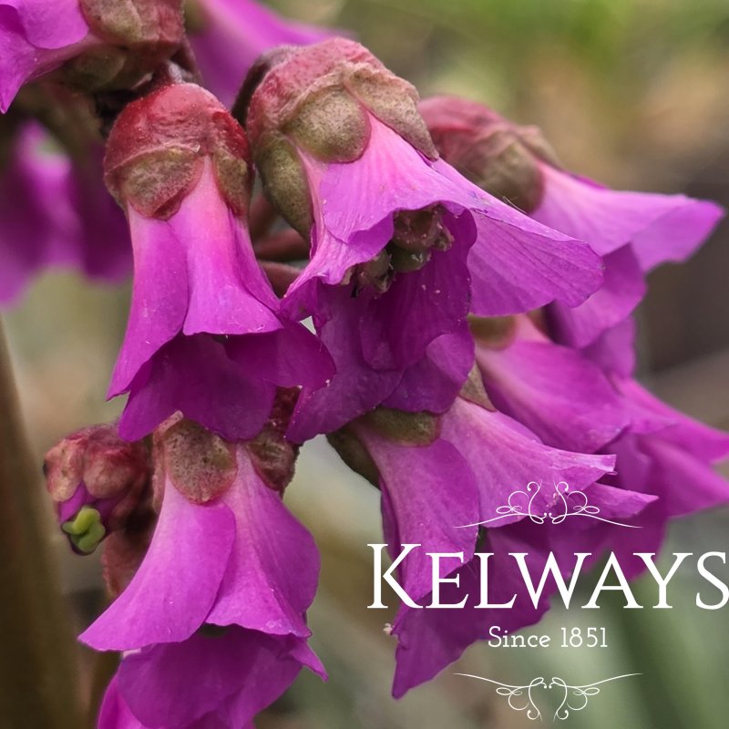 Bergenia 'Ballawley' clonal (3 litre pot)