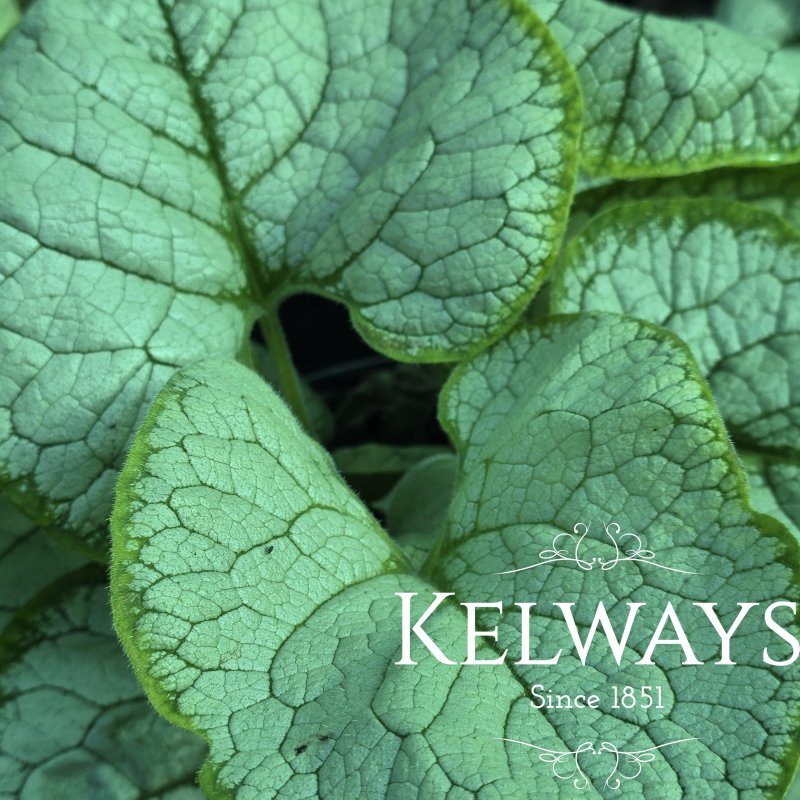 Brunnera macrophylla 'Sea Heart'