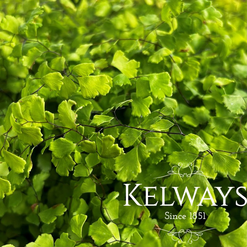 Adiantum x mairisii