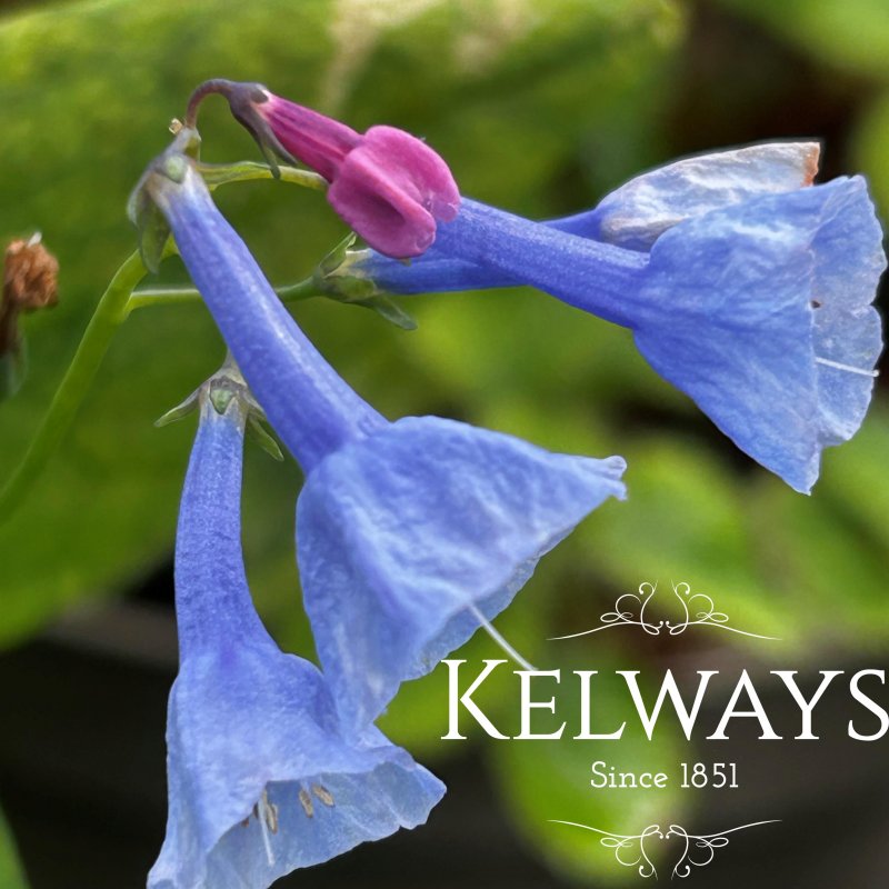 Mertensia virginica