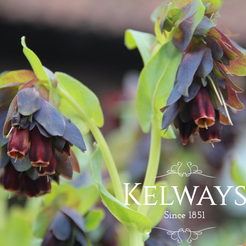 Cerinthe major 'Rhubarb and Custard'