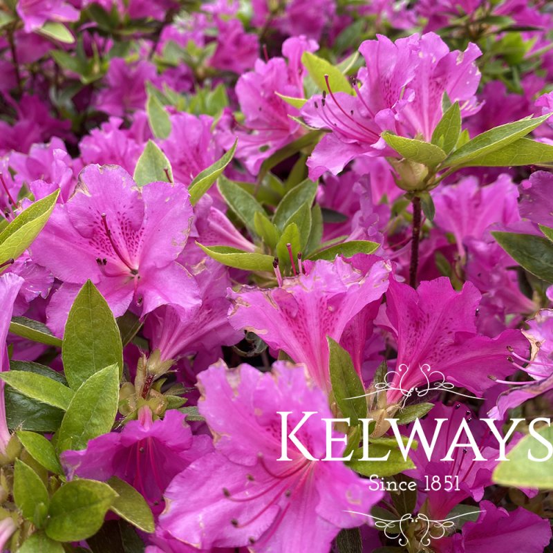 Azalea 'Blue Danube'