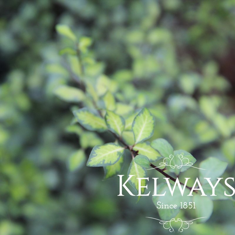 Pittosporum tenuifolium 'Tandara Gold' (v)