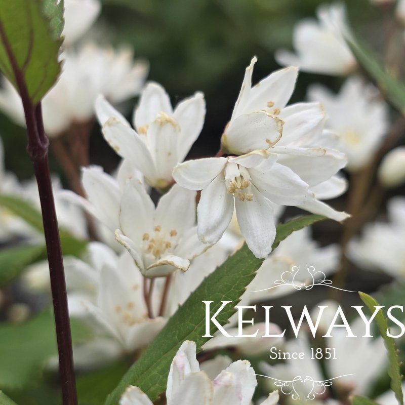 Deutzia gracilis 'Nikko' (3 litre pot)