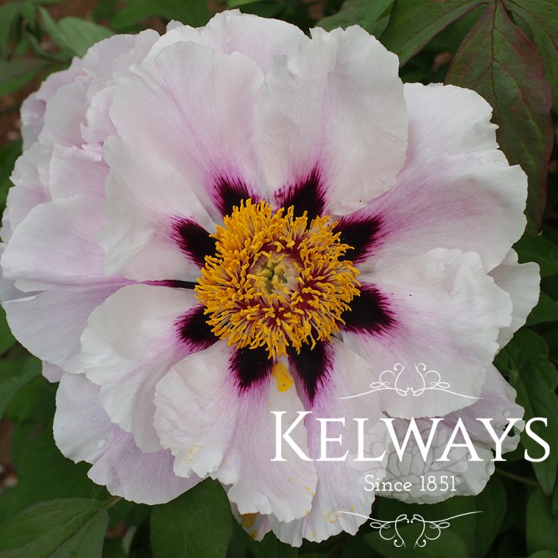 Paeonia 'Ezra Pound'