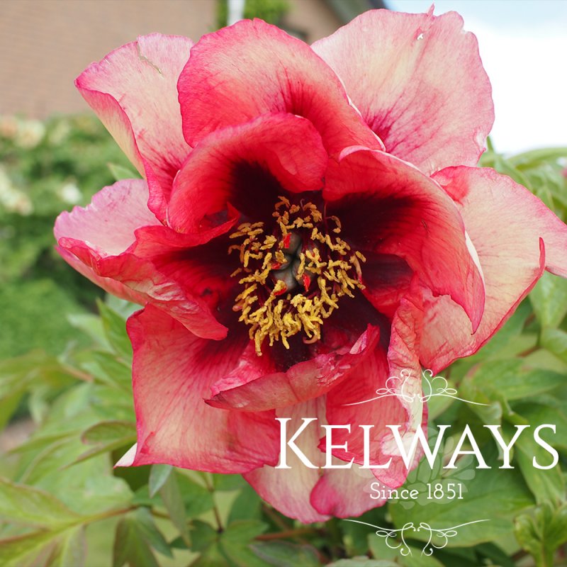 Paeonia 'Gauguin'