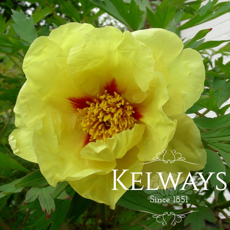 Paeonia 'Golden Bowl'