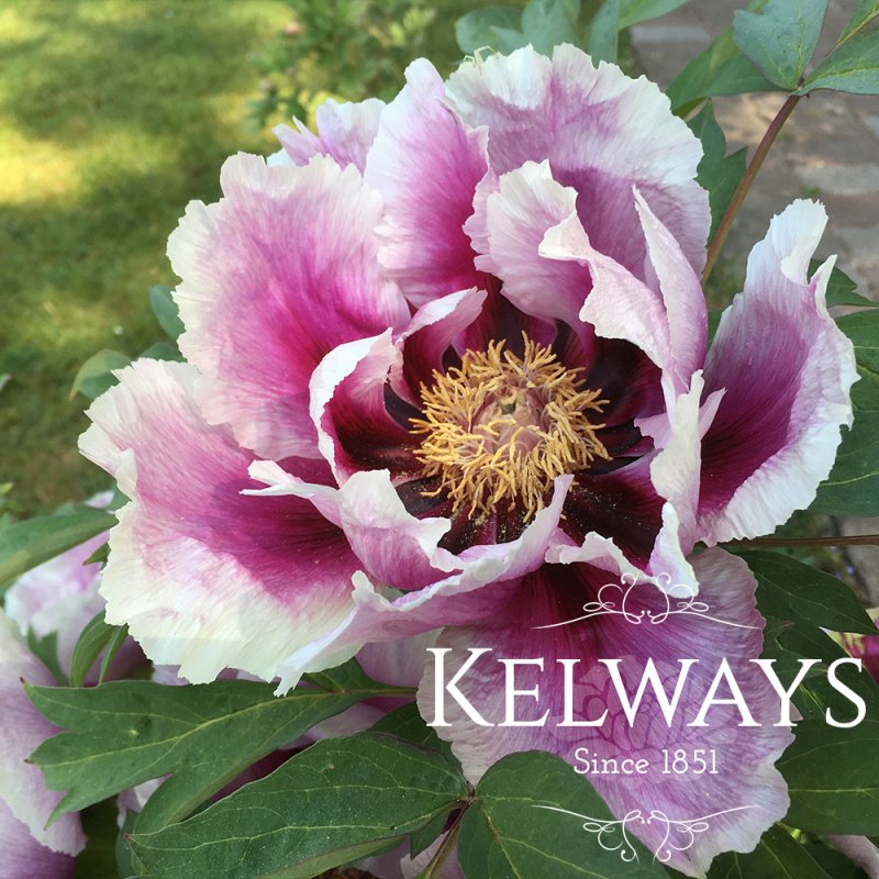Paeonia 'Guardian of the Monastery'