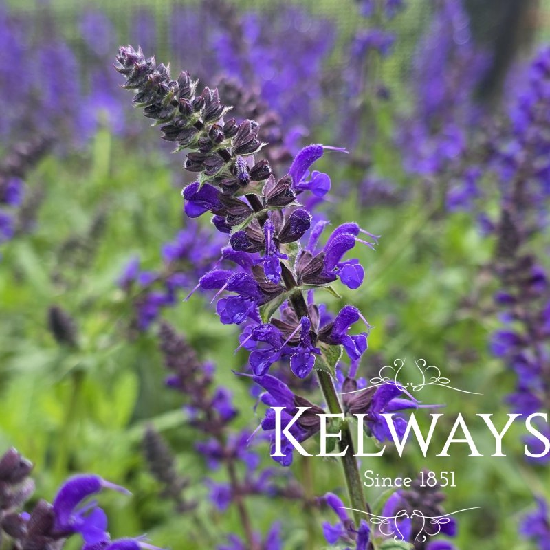 Salvia x sylvestris 'Viola Klose' (2 litre pot)