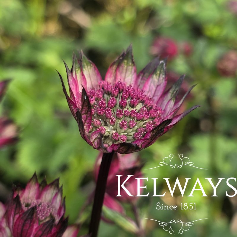 Astrantia 'Burgundy Manor' (3 litre pot)