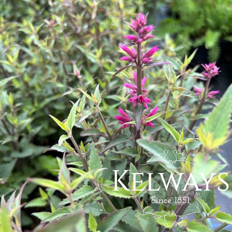 Agastache 'Rosie Posie'