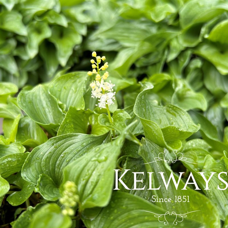 Maianthemum bifolium