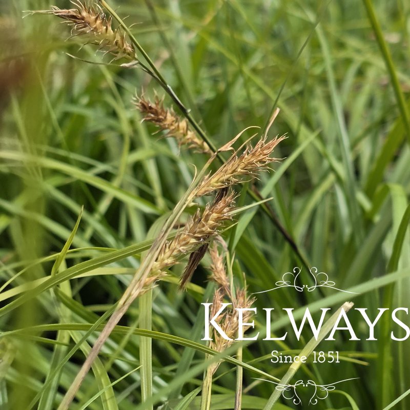 Carex oshimensis 'Evergreen'