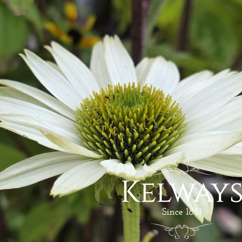 Echinacea purpurea 'Virginia' PBR