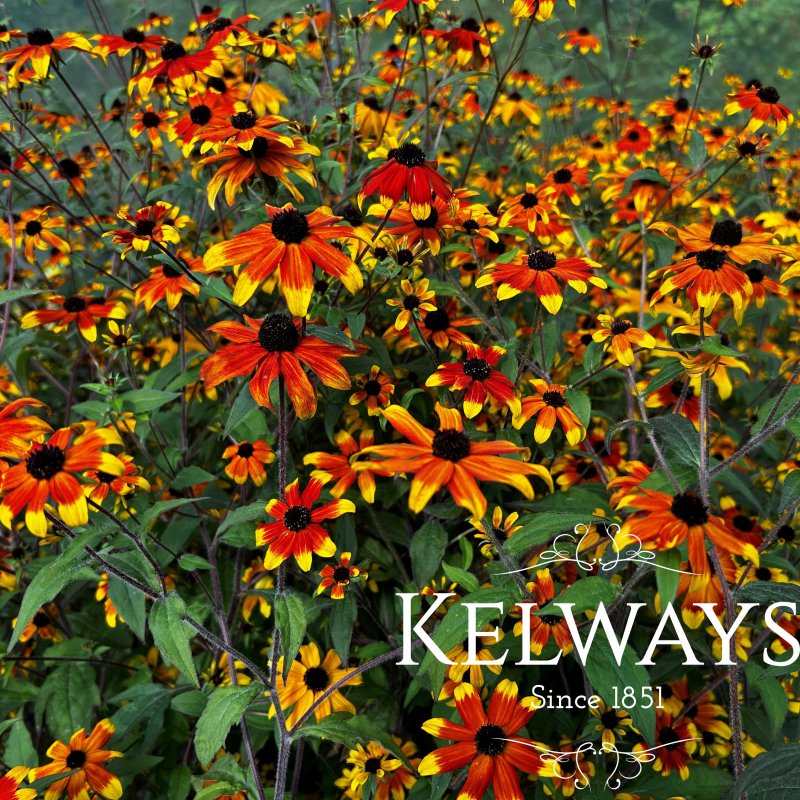 Rudbeckia triloba 'Prairie Glow'