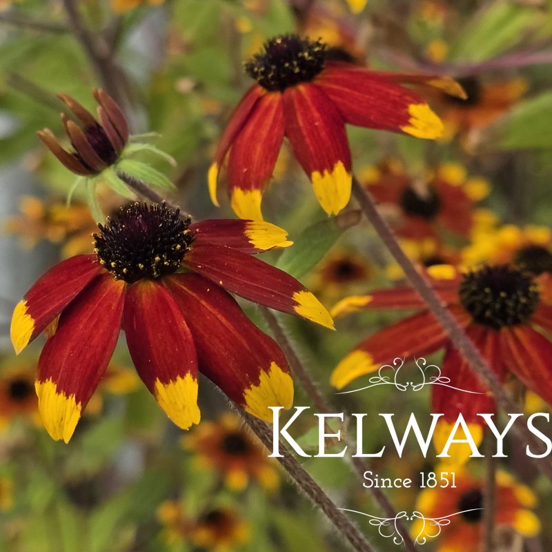Rudbeckia triloba 'Prairie Glow' (2 litre pot)