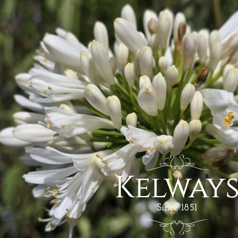 Agapanthus 'Snow Cloud'