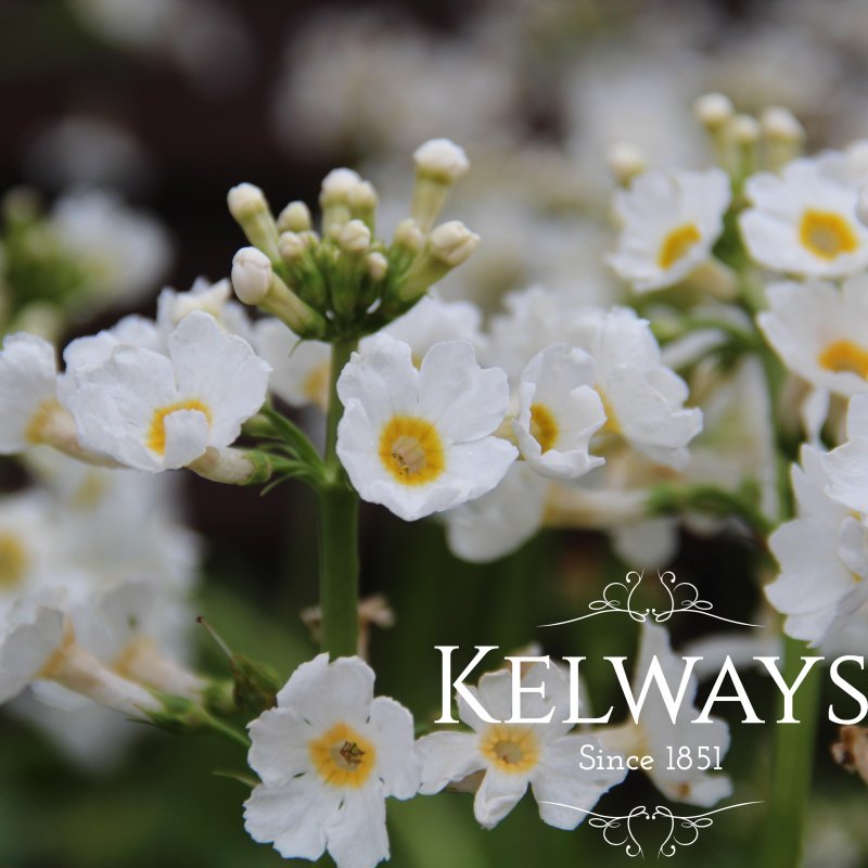 Primula japonica 'Postford White'