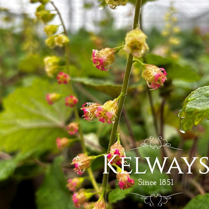 Tellima grandiflora Rubra Group